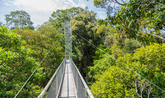 熱帶雨林天空步道(樹冠步道)Canopy Walk Brunei